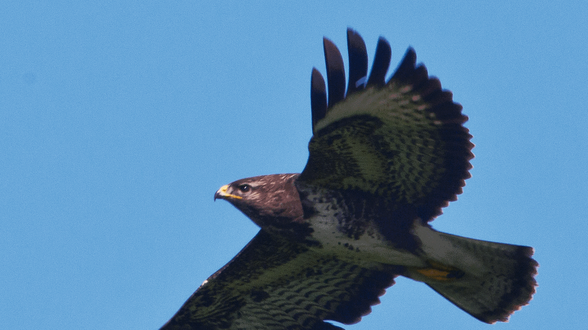 Ein Mäusebussard fliegt über ein Feld. Ein Mäusebussard fliegt über ein Feld.