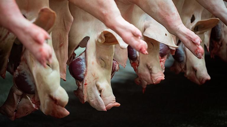 Halbierte Schweine hängen in einem Schlachthof an den Haken 