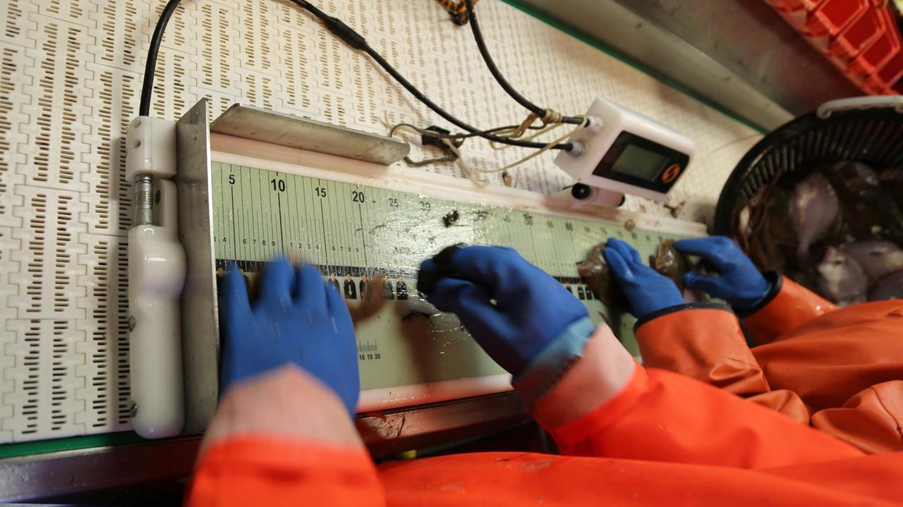 Mitarbeiter in Ölzeug und Gummihandschuhen vermessen gefangene Fische im Laborraum des Forschungsschiffs "Walther Herwig III" mithilfe eines elektronischen Messbretts Mitarbeiter in Ölzeug und Gummihandschuhen vermessen gefangene Fische im Laborraum des Forschungsschiffs "Walther Herwig III" mithilfe eines elektronischen Messbretts
