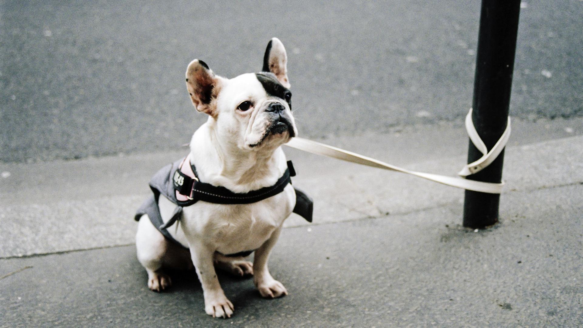 Ein schwarz-weißer Hund ist mit seiner Leine neben der Straße an einem Pfosten festgebunden.