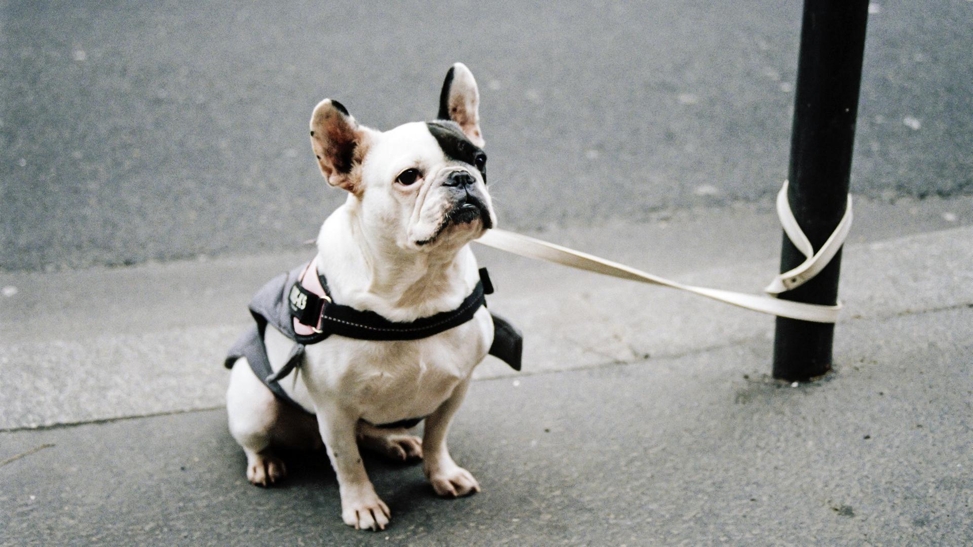 Ein schwarz-weißer Hund ist mit seiner Leine neben der Straße an einem Pfosten festgebunden. Ein schwarz-weißer Hund ist mit seiner Leine neben der Straße an einem Pfosten festgebunden.