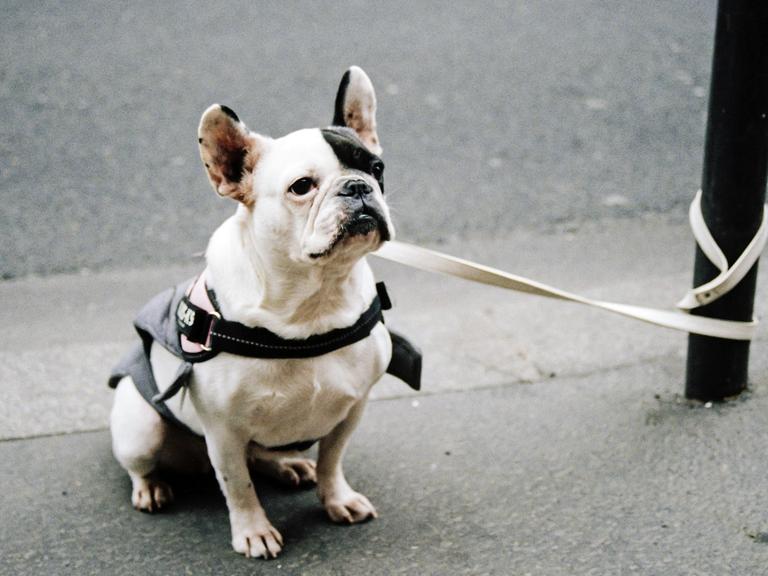 Ein schwarz-weißer Hund ist mit seiner Leine neben der Straße an einem Pfosten festgebunden.