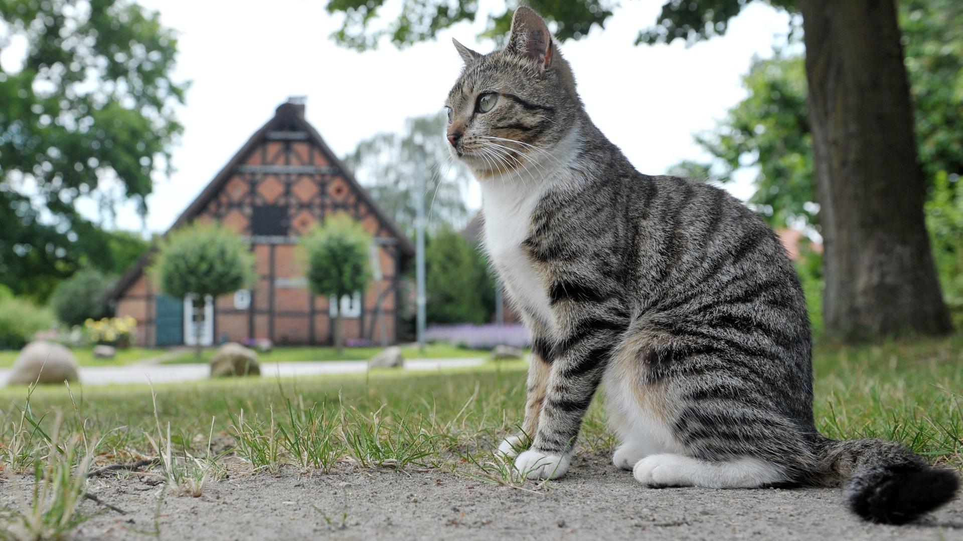 Eine Katze sitzt in Jameln im Wendland auf dem zentralen Platz in dem historischen Rundlingsdorf.