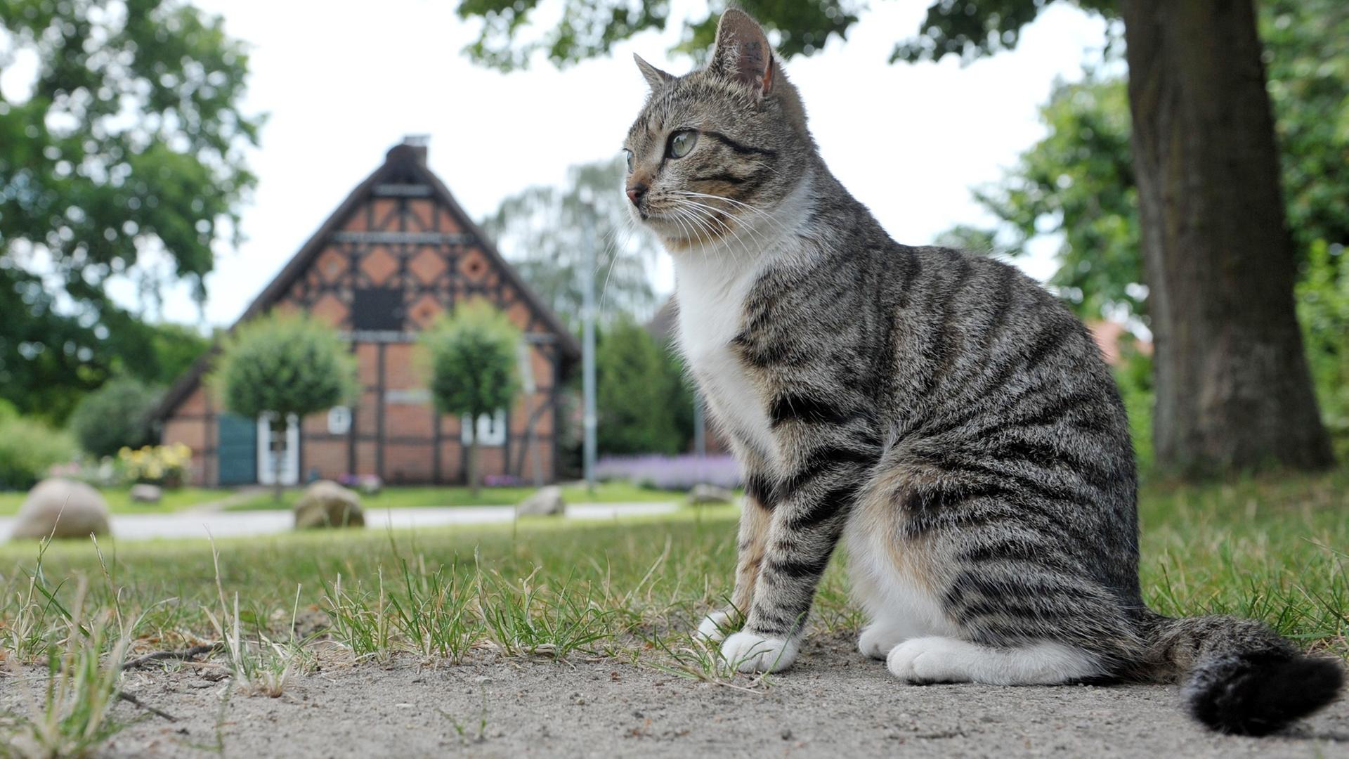 Eine Katze sitzt in Jameln im Wendland auf dem zentralen Platz in dem historischen Rundlingsdorf. Eine Katze sitzt in Jameln im Wendland auf dem zentralen Platz in dem historischen Rundlingsdorf.