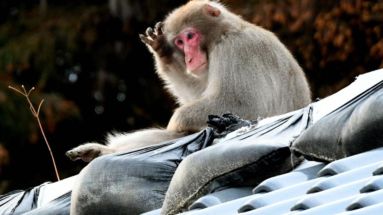 Ein Affe sitzt auf einem Hausdach in der Stadt Namie in Fukushima (Foto vom 25.2.2018) Ein Affe sitzt auf einem Hausdach in der Stadt Namie in Fukushima (Foto vom 25.2.2018)