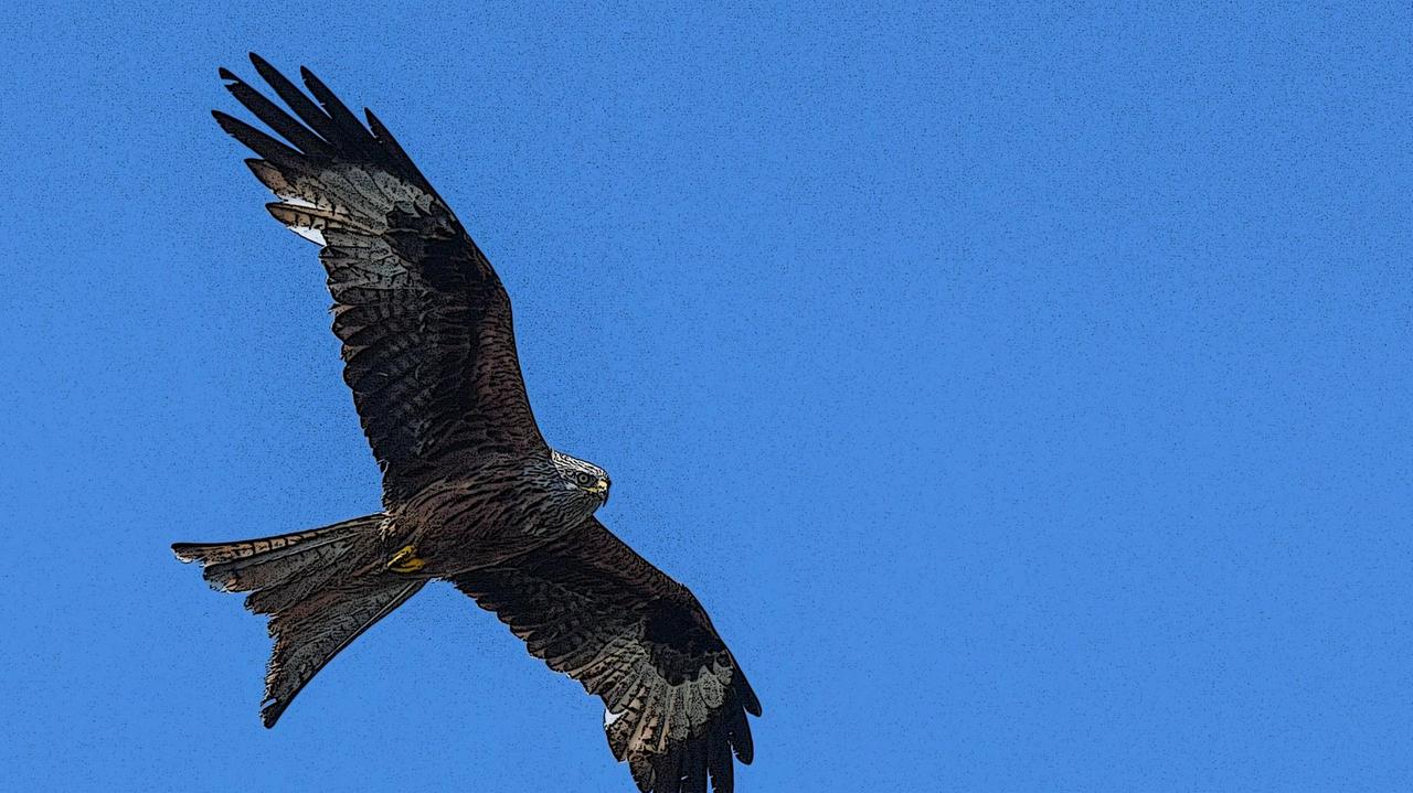 Ein Rotmilan, auch Roter Milan, Gabelweihe oder Königsweihe genannt Ein Rotmilan, auch Roter Milan, Gabelweihe oder Königsweihe genannt