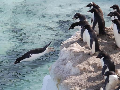 Adeliepinguine springen von einem Eisberg aus ins Meer.