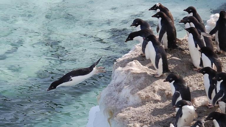 Adeliepinguine springen von einem Eisberg aus ins Meer. Adeliepinguine springen von einem Eisberg aus ins Meer.