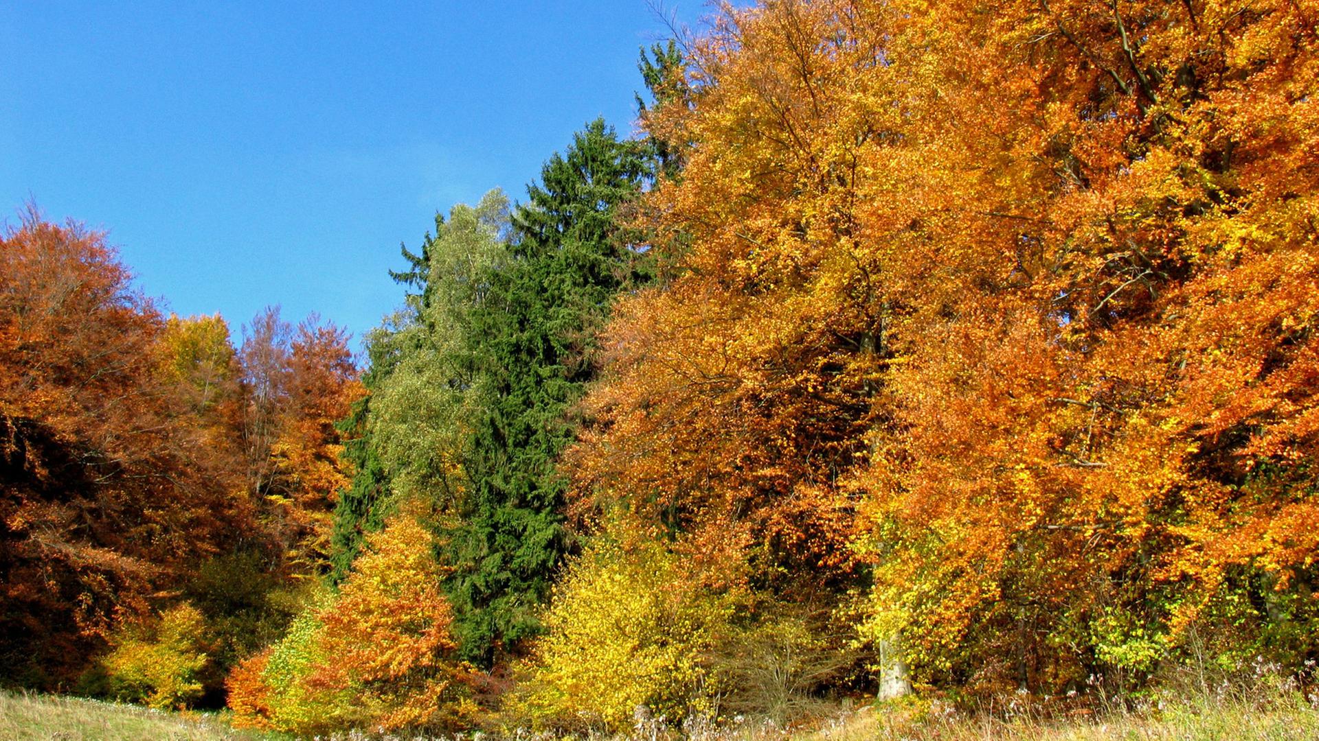 Warme Farben kennzeichnen das Laub im herbstlichen Wald. Kleinschmalkalden, Thüringen, Deutschland, Warme Farben kennzeichnen das Laub im herbstlichen Wald. Kleinschmalkalden, Thüringen, Deutschland,