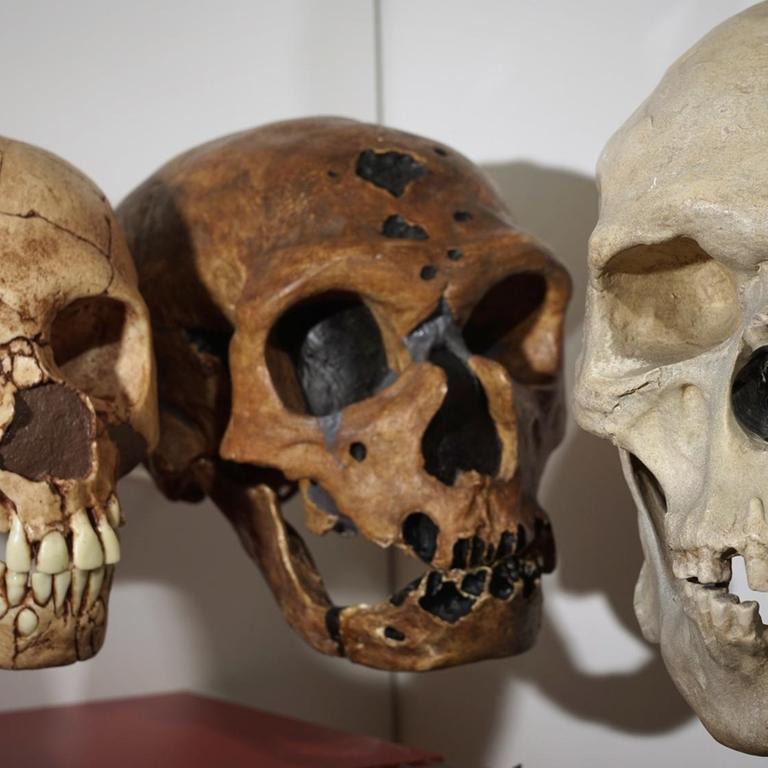 Drei menschliche Schädel im Phyletischen Museum der Universität Jena.
