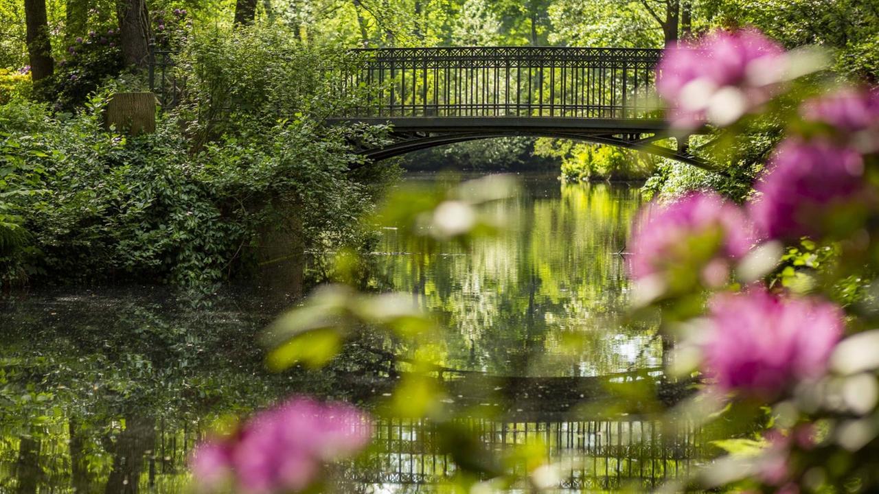 In der Nähe der Luiseninsel im großen Tiergarten liegt eine kleine, menschenleere Brücke, gesehen durch die blühenden Bäume und Rhododendronbüsche. In der Nähe der Luiseninsel im großen Tiergarten liegt eine kleine, menschenleere Brücke, gesehen durch die blühenden Bäume und Rhododendronbüsche.