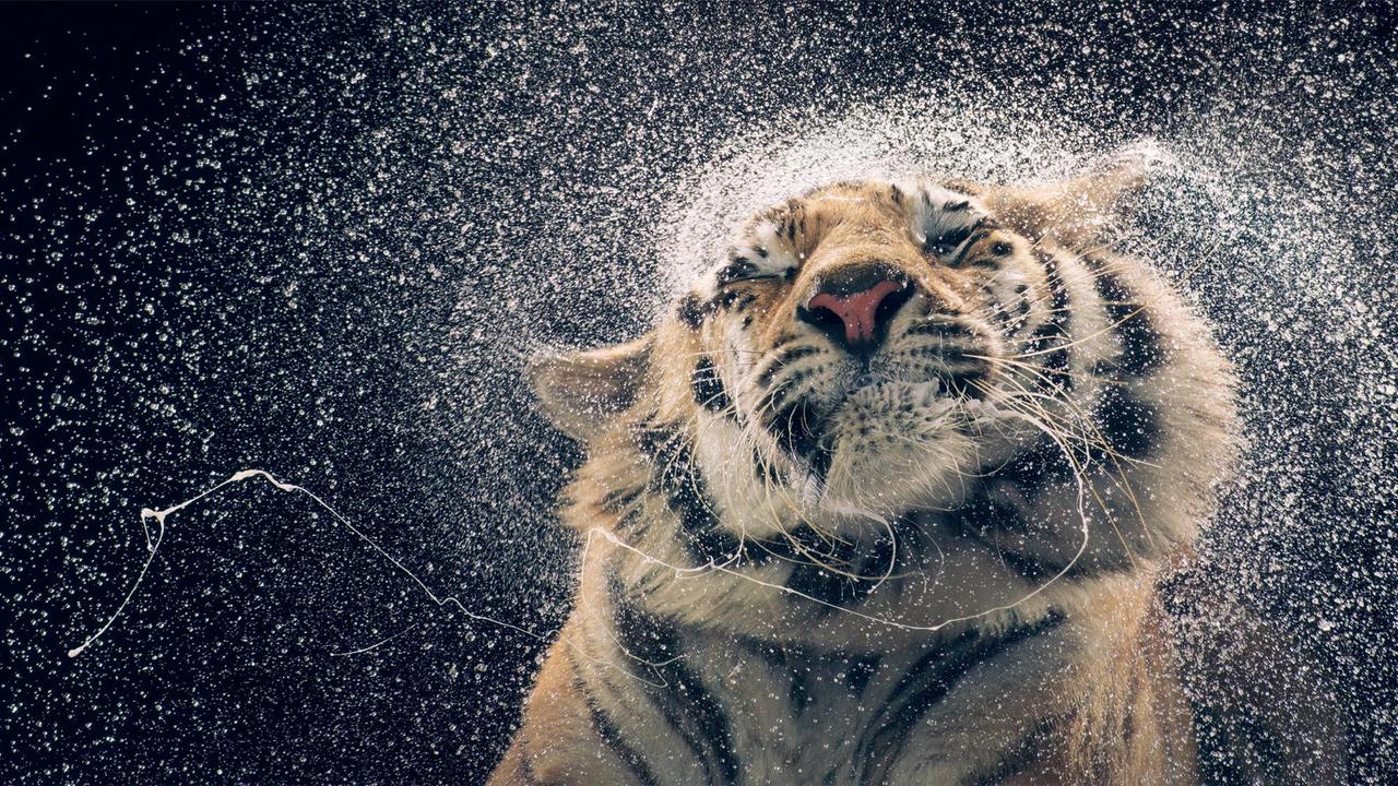 Ein nasser, sich schüttelnder Tiger. 