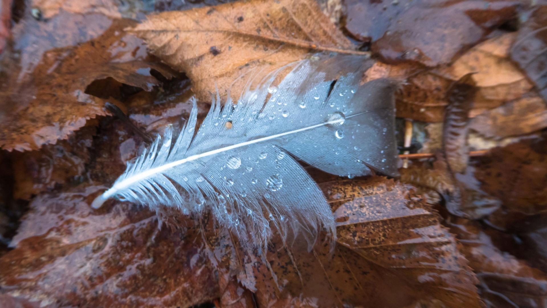 Eine Vogelfeder liegt auf Herbstlaub Eine Vogelfeder liegt auf Herbstlaub