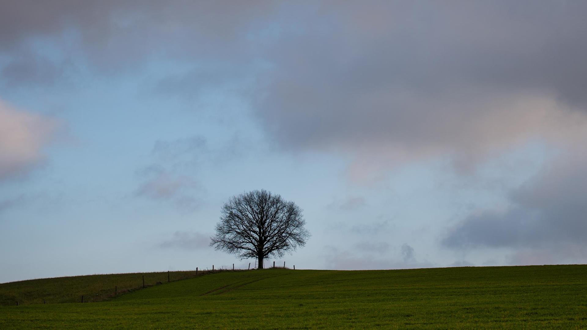 Ein einzelner Baum auf einem Hügel vor dem bewölkten Nachmittagshimmel unweit des Dorfes Groß Sperrenwalde in der Uckermark / Brandenburg Ein einzelner Baum auf einem Hügel vor dem bewölkten Nachmittagshimmel unweit des Dorfes Groß Sperrenwalde in der Uckermark / Brandenburg