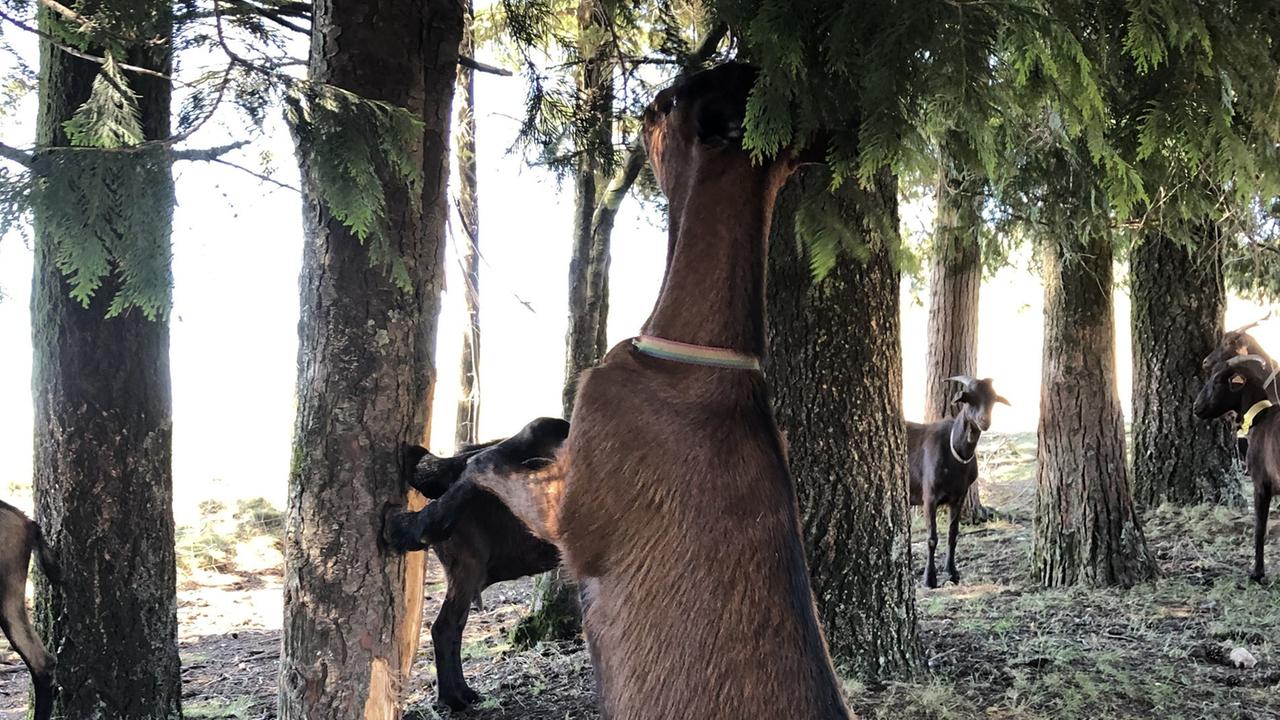 Eine braune Ziege knabbert an einem Baumstamm in Portugal, im Bildhintergrund sind weitere Tiere der Herde zu sehen.