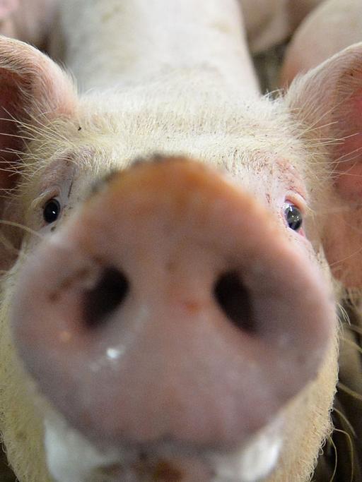 Ein Mastschwein steht am 16.10.2014 in einem Mastbetrieb in Lindern (Niedersachsen) im Stall