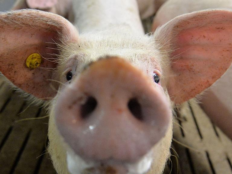 Mastschwein steht in einem Mastbetrieb im Stall. 