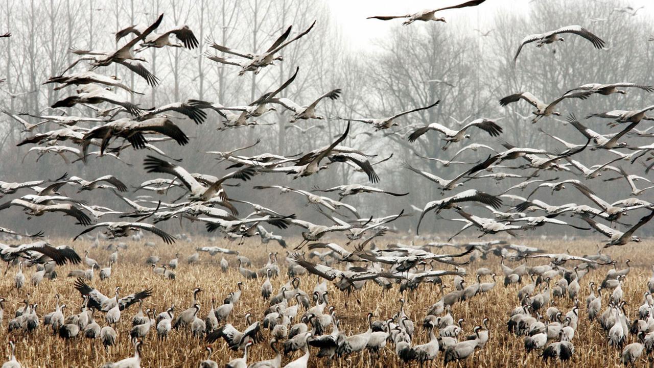 Unzählige Kraniche rasten bei Linum (Ruppiner Land) unweit Berlins auf einem Maisfeld und suchen nach Nahrung. Unzählige Kraniche rasten bei Linum (Ruppiner Land) unweit Berlins auf einem Maisfeld und suchen nach Nahrung.