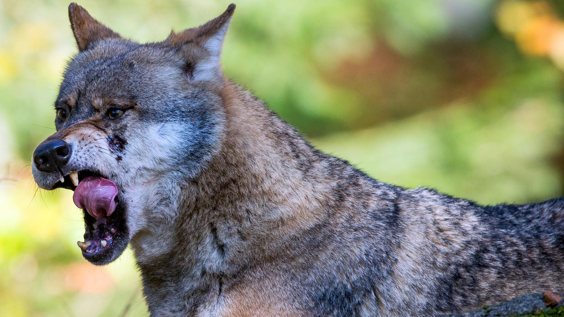 Ein Wolf mit offenem Maul, aufgenommen im Tierfreigehege im Nationalpark Bayerischer Wald Ein Wolf mit offenem Maul, aufgenommen im Tierfreigehege im Nationalpark Bayerischer Wald