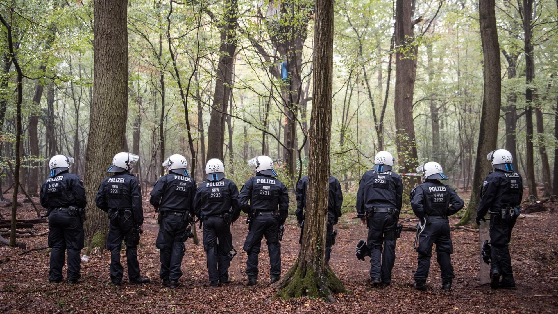 Polizisten stehen im Hambacher Forst in einer Reihe zwischen Bäumen. Polizisten stehen im Hambacher Forst in einer Reihe zwischen Bäumen.