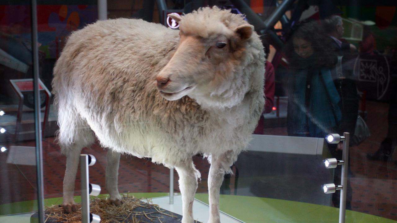 Das Klonschaf Dolly steht im Schottischen National Museum. Das Klonschaf Dolly steht im Schottischen National Museum.