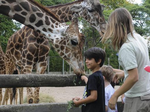 Kinder im Alter von ca. zahn Jahren und ihre Eltern füttern Giraffen in einem Gehege, im Zoo von Buenos Aires, Argentinien