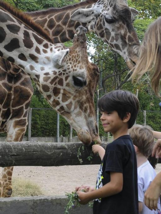 Kinder im Alter von ca. zahn Jahren und ihre Eltern füttern Giraffen in einem Gehege, im Zoo von Buenos Aires, Argentinien