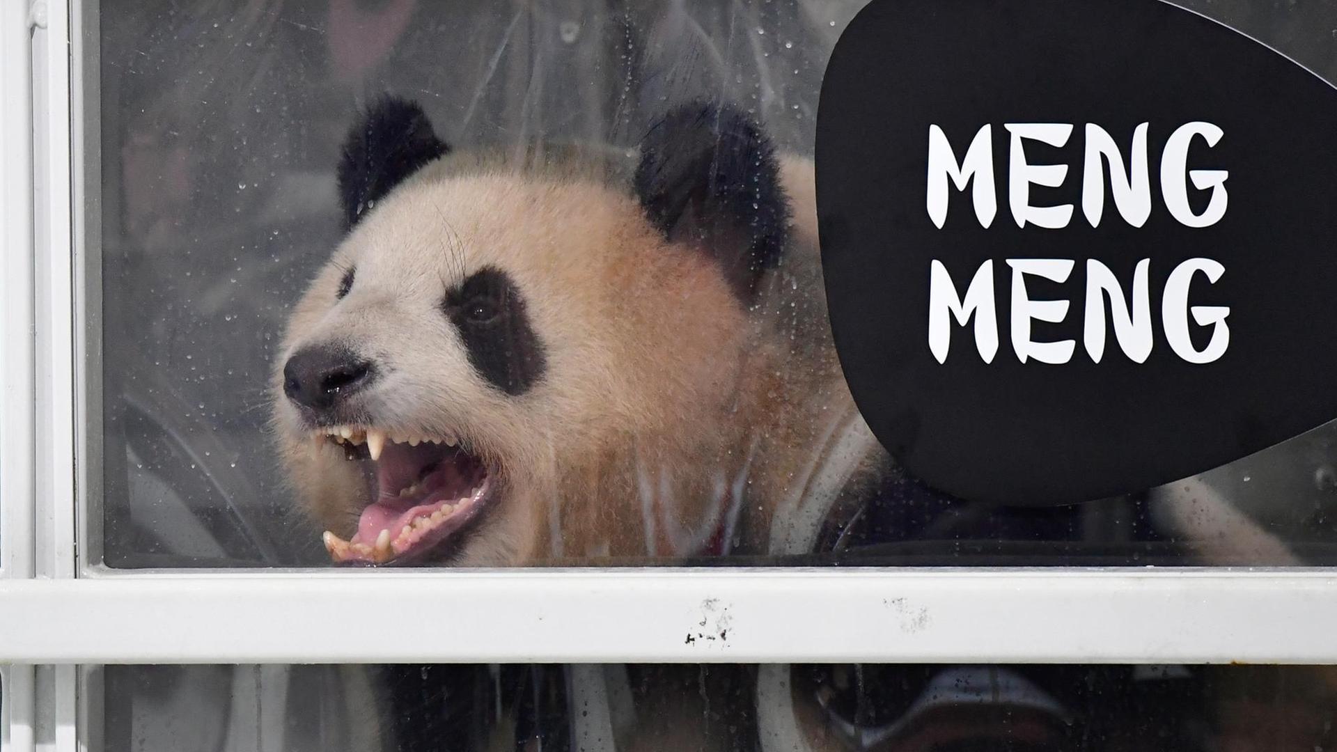 Pandabär Meng Meng bei seiner Ankunft auf dem Berliner Flughafen Schönefeld (24.6.17) Pandabär Meng Meng bei seiner Ankunft auf dem Berliner Flughafen Schönefeld (24.6.17)