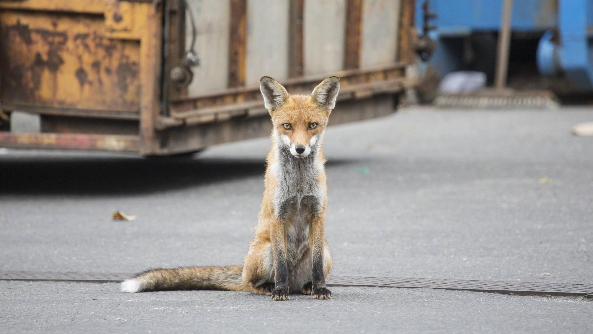 Ein Fuchs auf dem Wirtschaftshof des Auguste-Viktoria-Klinikums in der Rubensstraße in Berlin, aufgenommen 2014, er schaut direkt in die Kamera. Ein Fuchs auf dem Wirtschaftshof des Auguste-Viktoria-Klinikums in der Rubensstraße in Berlin, aufgenommen 2014, er schaut direkt in die Kamera.