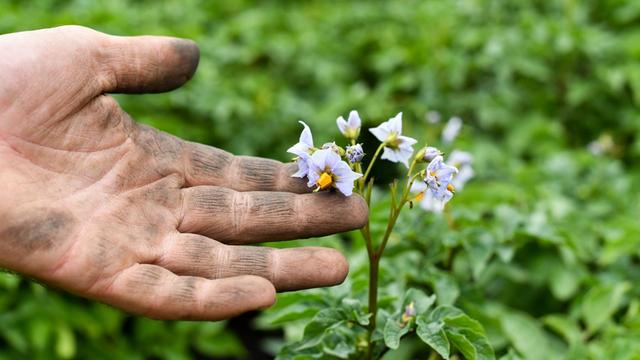 Eine Hand hält eine lilafarbene Kartoffelblüte auf dem Feld des Biolandgartens von Bio-Landwirt Benjamin Herkner.