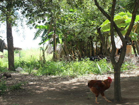 Hof mit Hahn auf der Frauenfarm in Sambia.
