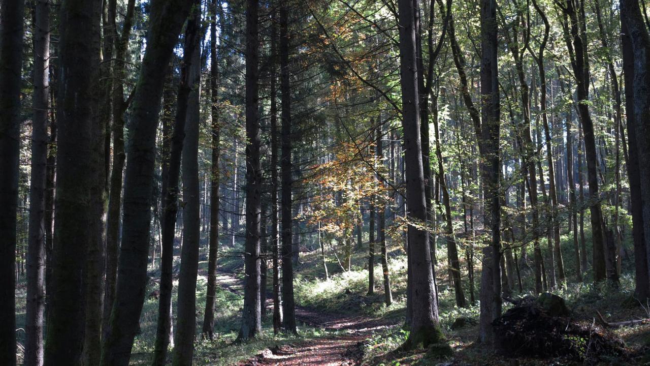 Ein Wanderweg im Oberharz. Ein Wanderweg im Oberharz.