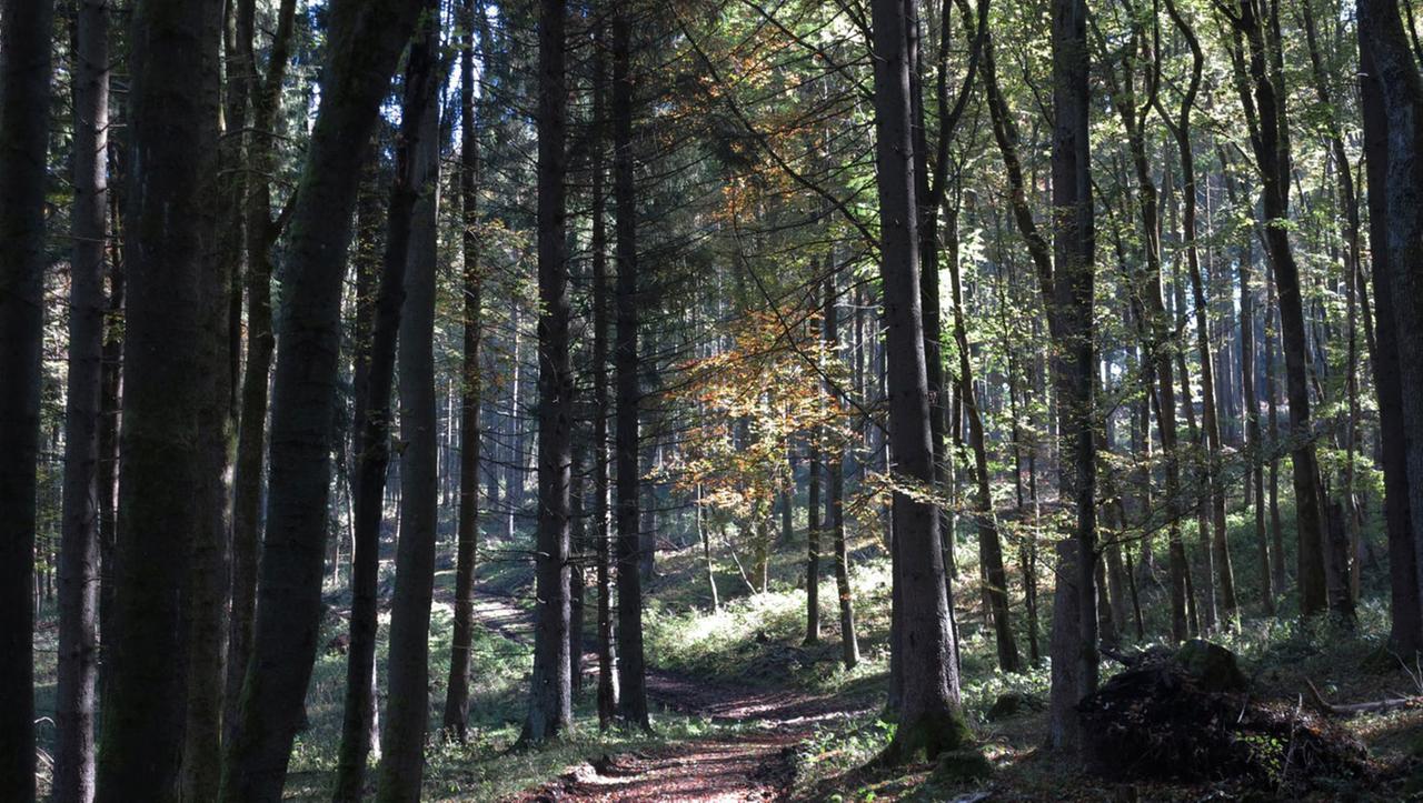 Ein Wanderweg führt durch einen Wald.