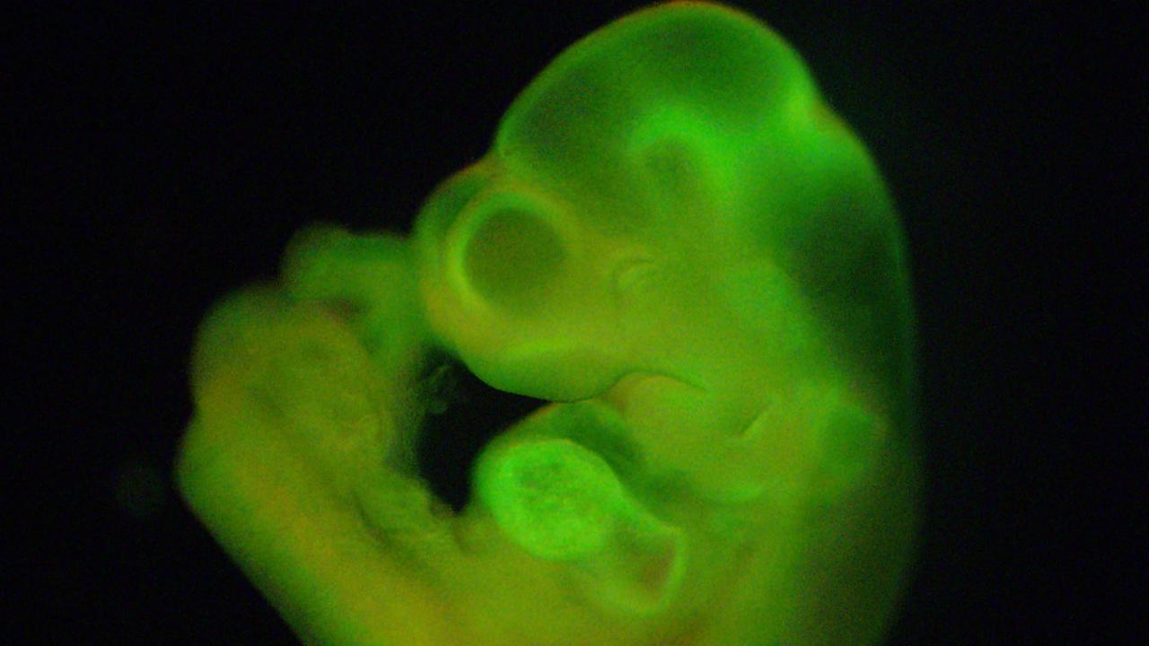 Das Bild aus der umstrittenen STAP-Studie zeigt einen Mäuseembryo, dem Zellen injiziert wurden, die durch Stress angeblich wieder pluripotent wurden.