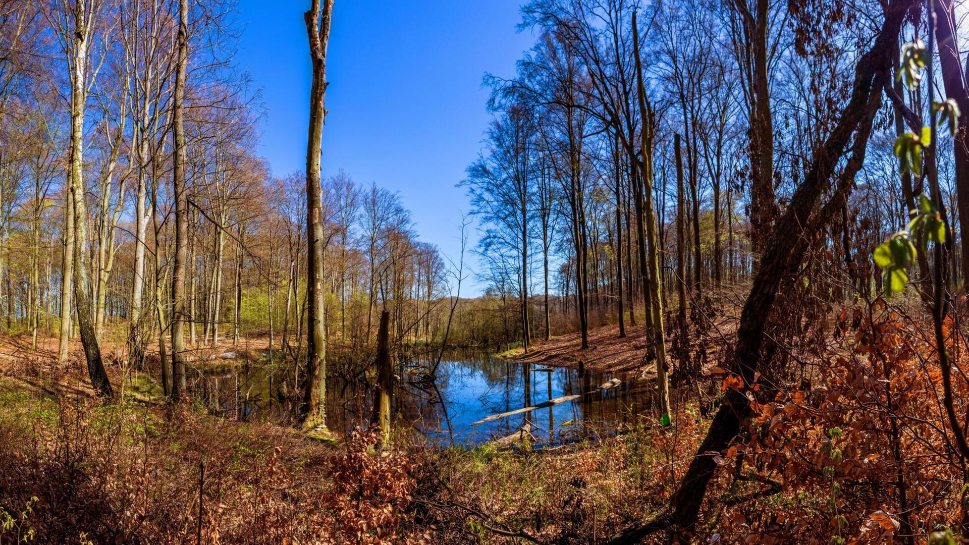 Spätherbstlicher Buchenwald und Weiher vor strahlend blauem Himmel Spätherbstlicher Buchenwald und Weiher vor strahlend blauem Himmel
