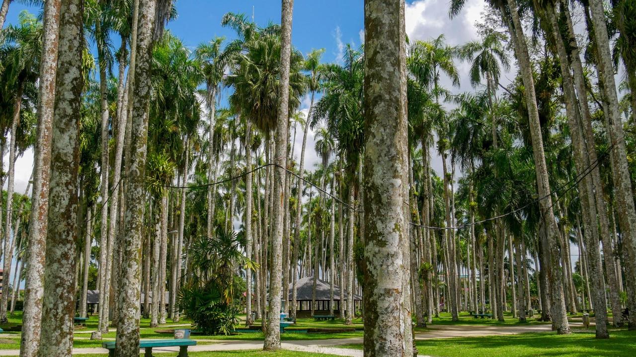 Der Palmengarten in Paramaribo ist eine der Highlights der Stadt. Er liegt mitten in der Altstadt, direkt hinter dem Präsidentenpalast. Die 100 Palmen werden bis zu 25 Meter hoch und bieten erholsamen Schatten. 