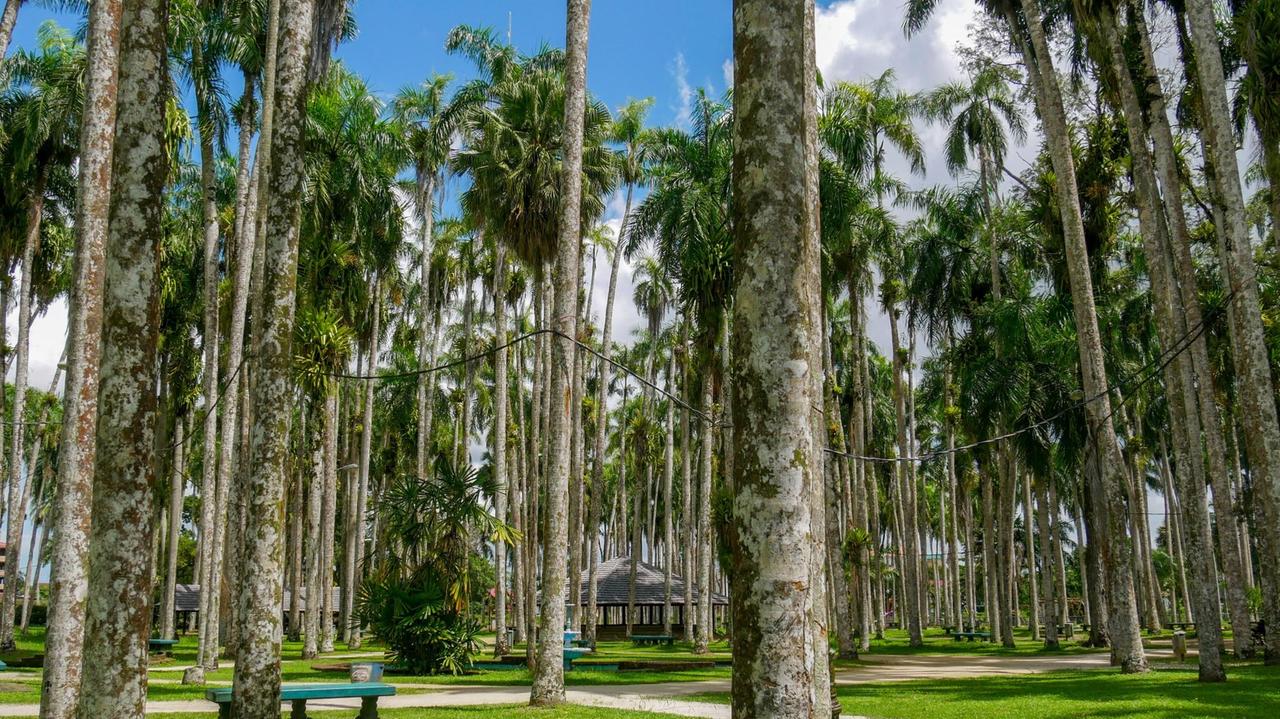 Der Palmengarten in Paramaribo ist eine der Highlights der Stadt. Er liegt mitten in der Altstadt, direkt hinter dem Präsidentenpalast. Die 100 Palmen werden bis zu 25 Meter hoch und bieten erholsamen Schatten. Der Palmengarten in Paramaribo ist eine der Highlights der Stadt. Er liegt mitten in der Altstadt, direkt hinter dem Präsidentenpalast. Die 100 Palmen werden bis zu 25 Meter hoch und bieten erholsamen Schatten.