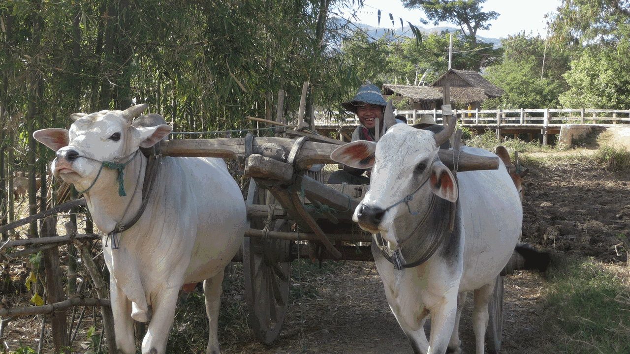 Ochsenkarren bei Nyaungshwe