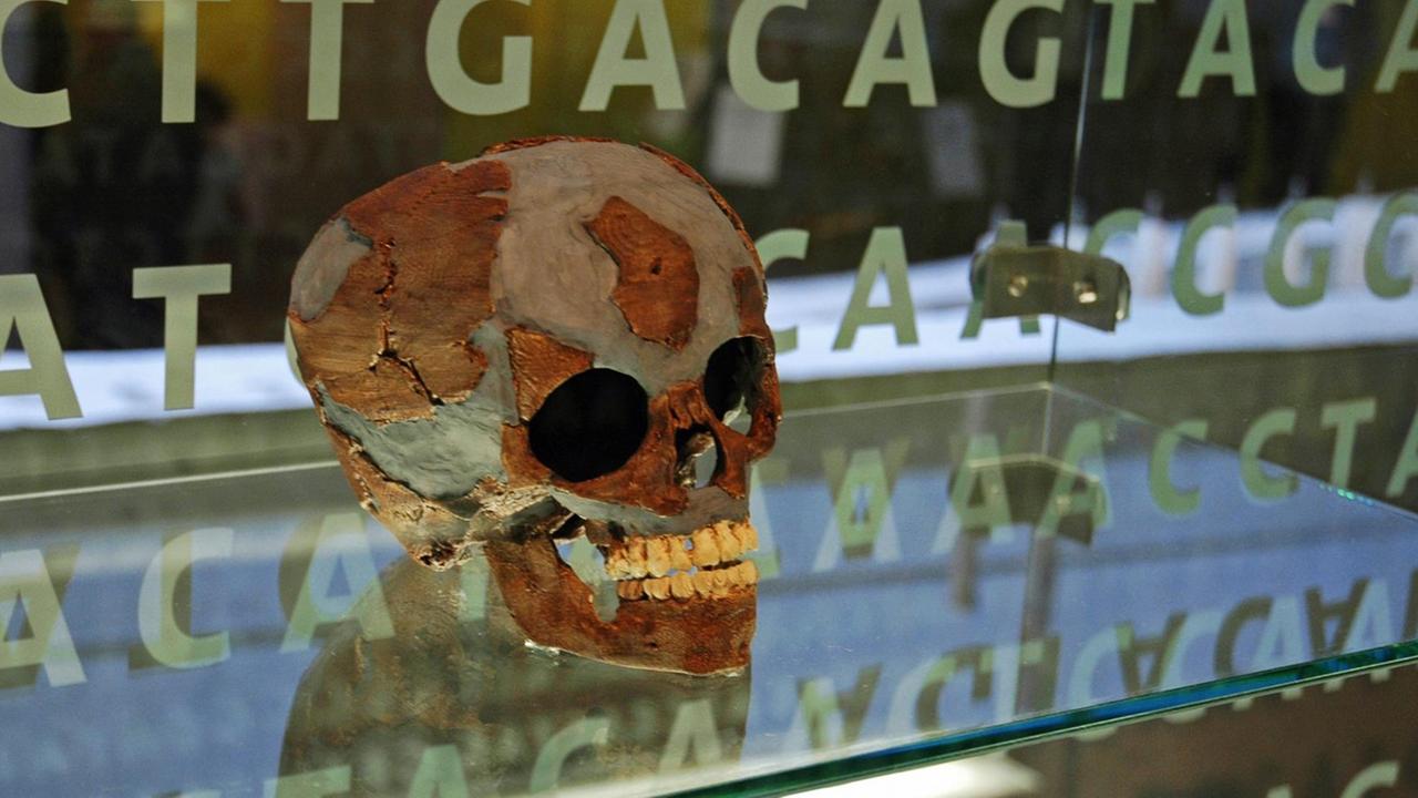 Schädel eines Neandertalers im Neanderthalmuseum in NRW. Schädel eines Neandertalers im Neanderthalmuseum in NRW.