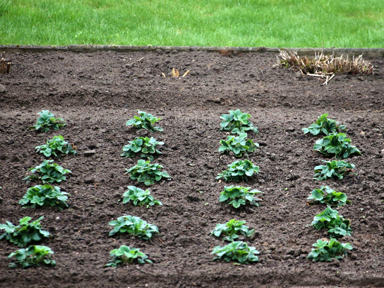 Zu sehen sind mehrere Reihen Salatpflanzen in einem Beet im Kleingarten. Zu sehen sind mehrere Reihen Salatpflanzen in einem Beet im Kleingarten.