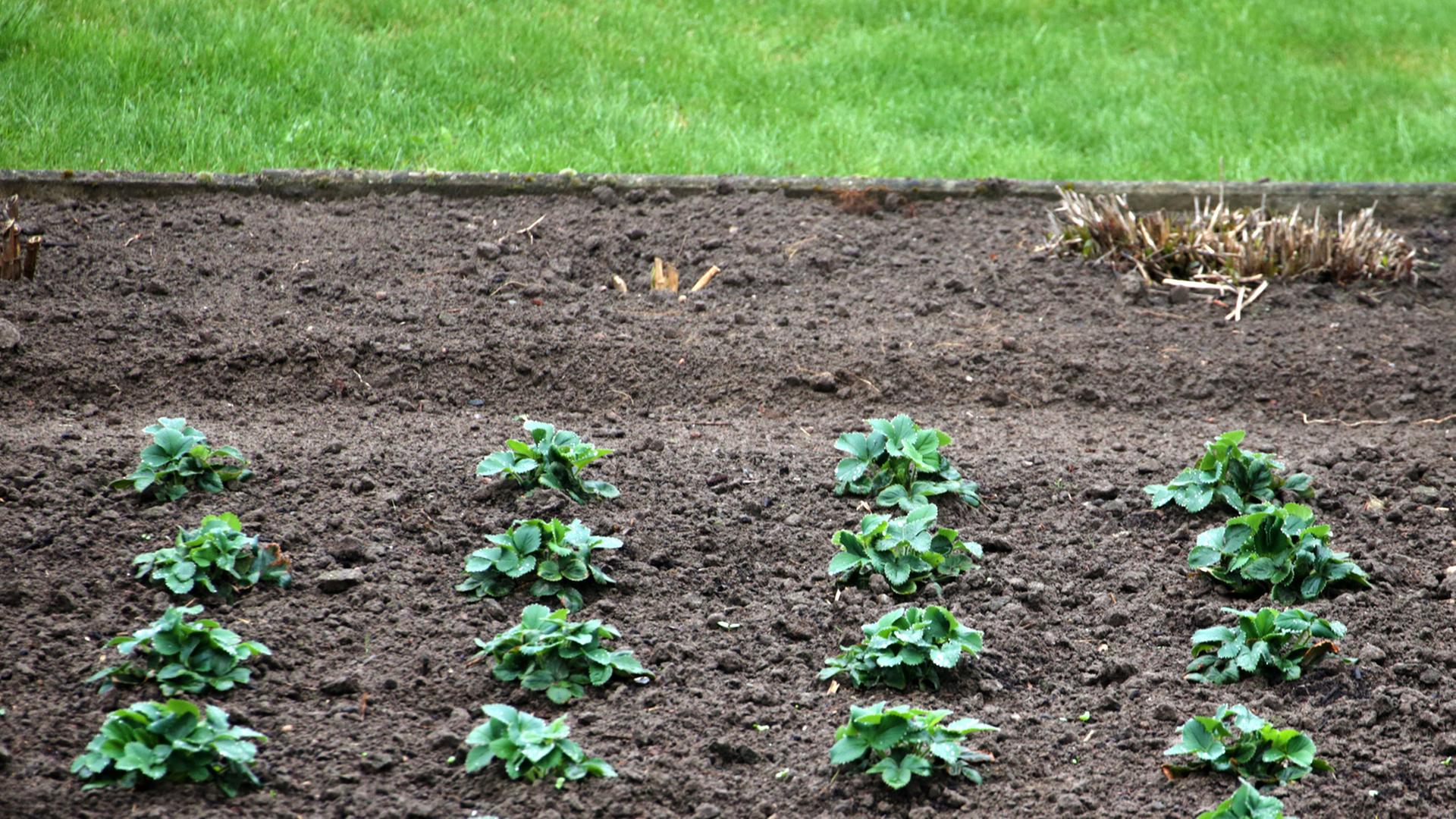 Zu sehen sind mehrere Reihen Salatpflanzen in einem Beet im Kleingarten. Zu sehen sind mehrere Reihen Salatpflanzen in einem Beet im Kleingarten.