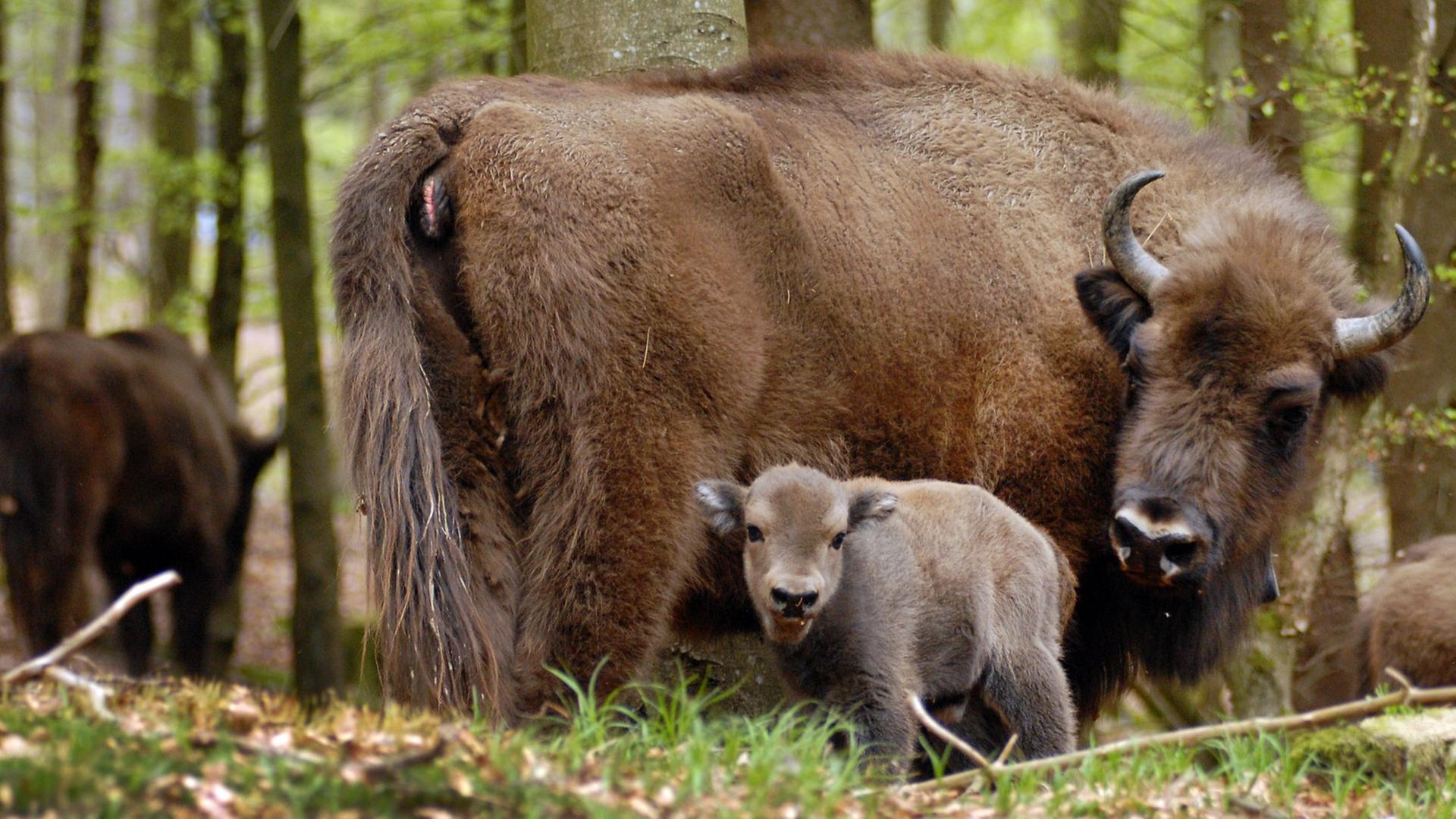 Wisent mit Nachwuchs Wisent mit Nachwuchs