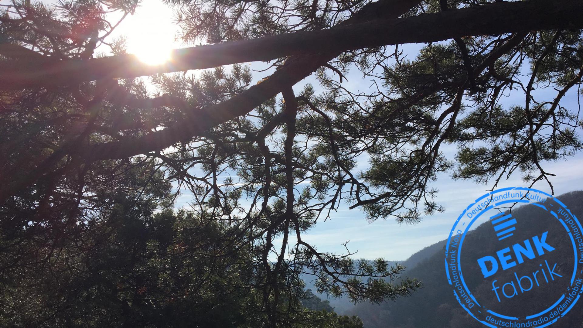 Sonne scheint durch einen Kiefernast, dahinter der Blick in ein Tal Sonne scheint durch einen Kiefernast, dahinter der Blick in ein Tal
