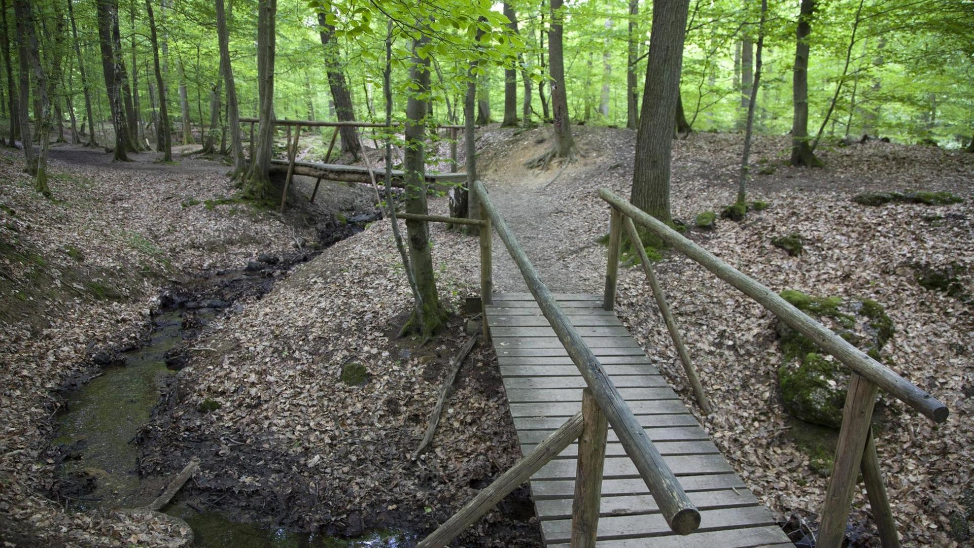 Holzbrücken über den Hasselbach am Wanderweg Steckeschlääfer Klamm im Morgenbachtal Binger Stadtwal Holzbrücken über den Hasselbach am Wanderweg Steckeschlääfer Klamm im Morgenbachtal Binger Stadtwal