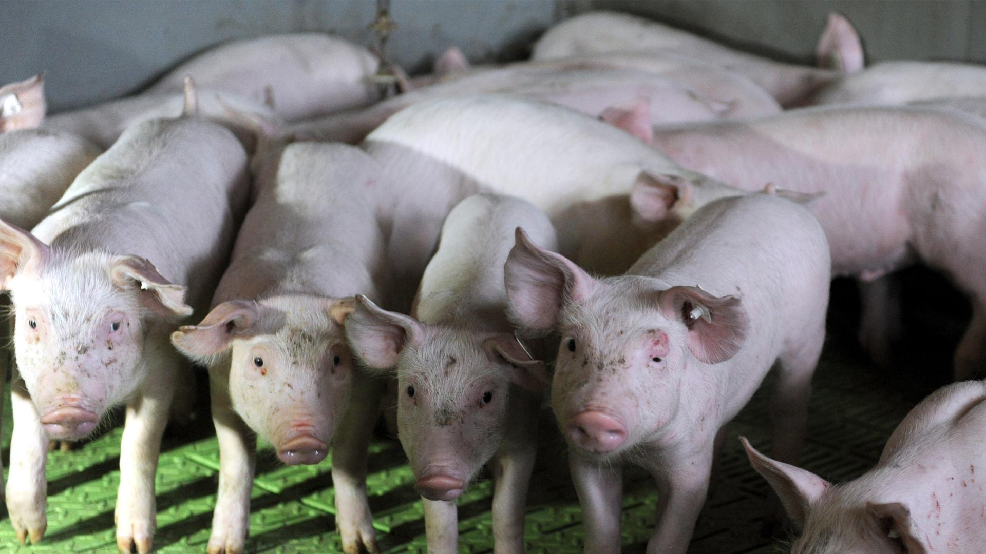 Ferkel drängen sich am im Ferkelaufzuchtbereich des Schweinezuchtbetriebes Seegers in Großenkneten (Niedersachsen). Ferkel drängen sich am im Ferkelaufzuchtbereich des Schweinezuchtbetriebes Seegers in Großenkneten (Niedersachsen).