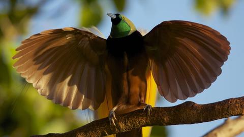 Ein Großer Paradiesvogel sitzt auf einem Ast und spreizt die Flügel.