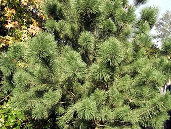 Eine Waldkiefer (Pinus sylvestris) steht im Zoologischen Garten in Berlin.
