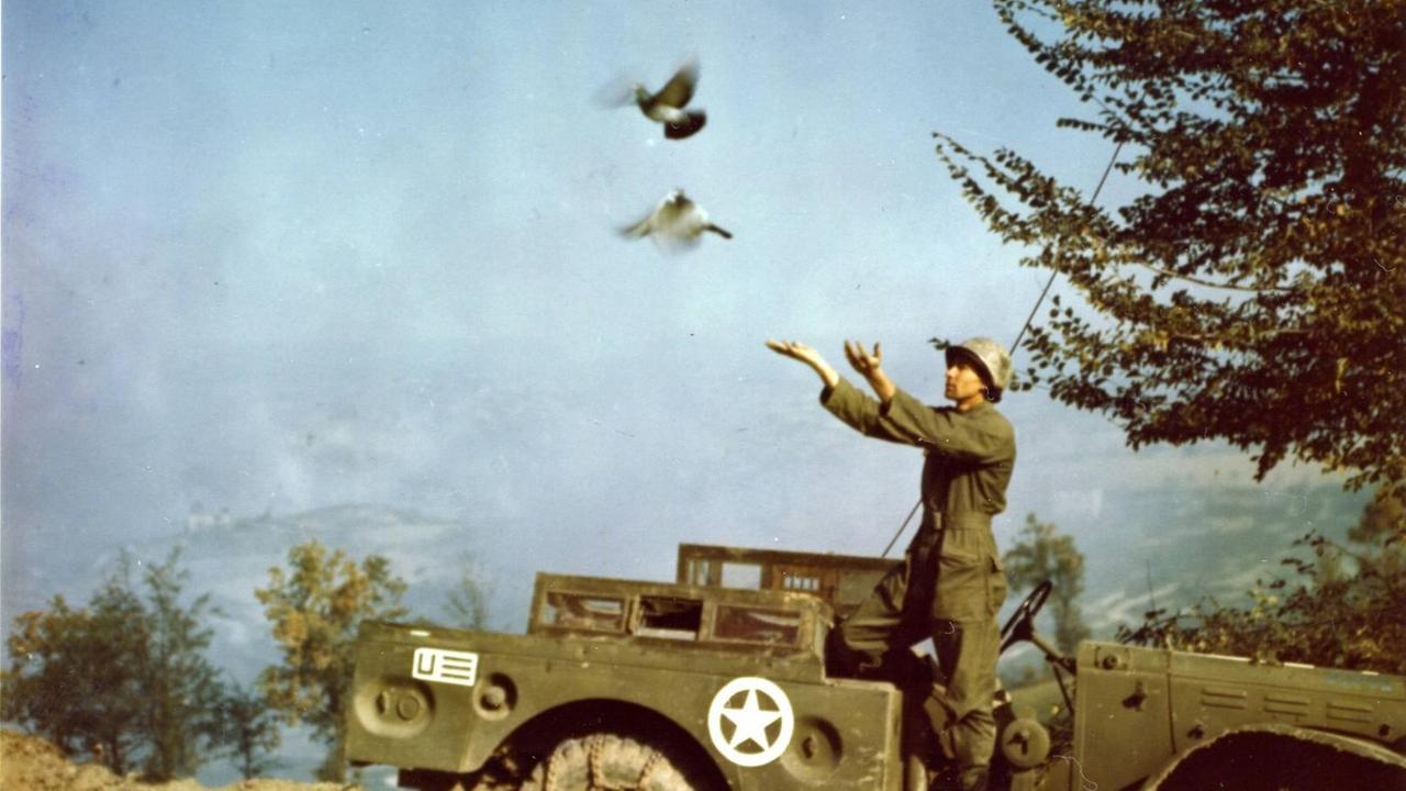 Der US-Soldat Russell Nemo von der Brieftaubenkompagnie der 5. US-Armee läßt 1944 zwei Vögel fliegen, die von einem Nachrichtenstützpunkt in Italien nahe der Front für Meldungen eingesetzt werden.
Der US-Soldat Russell Nemo von der Brieftaubenkompagnie der 5. US-Armee läßt 1944 zwei Vögel fliegen, die von einem Nachrichtenstützpunkt in Italien nahe der Front für Meldungen eingesetzt werden.