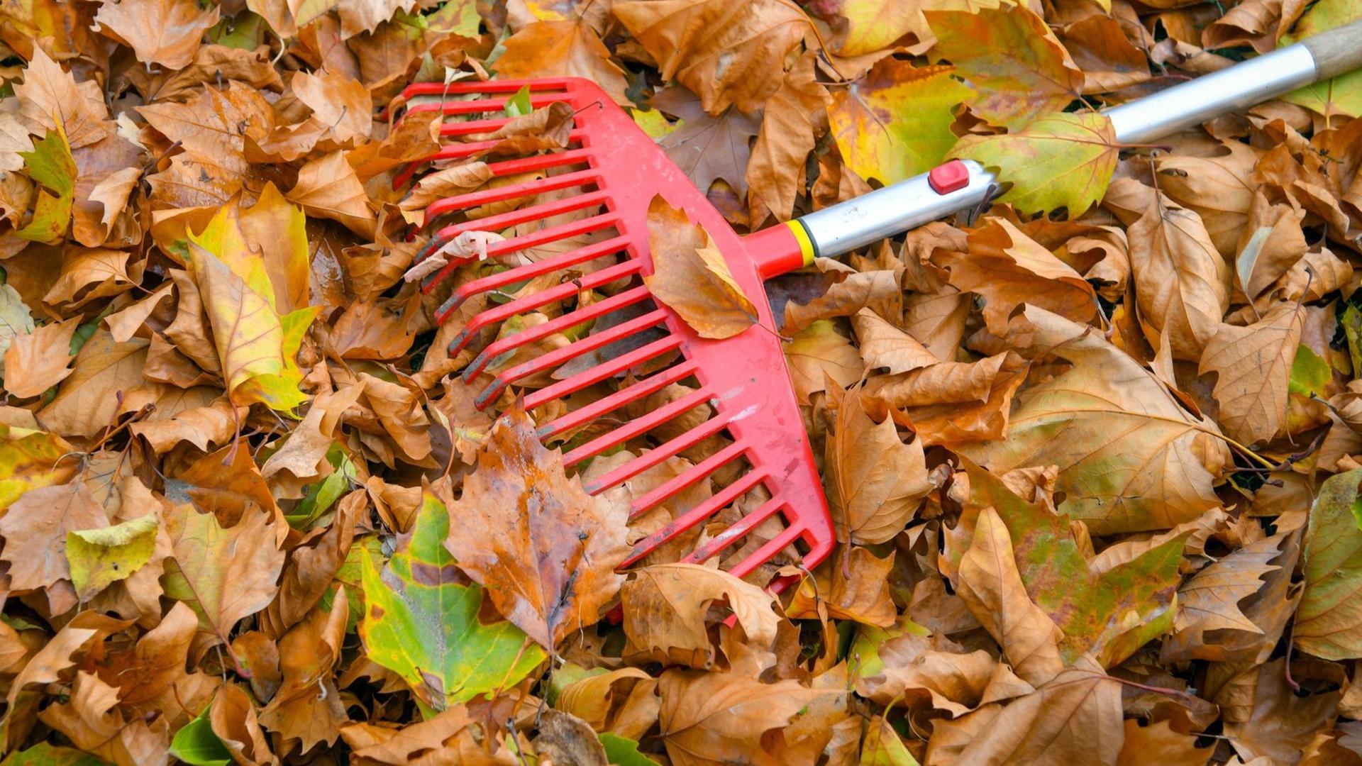 Herbstlaub Herbstlaub