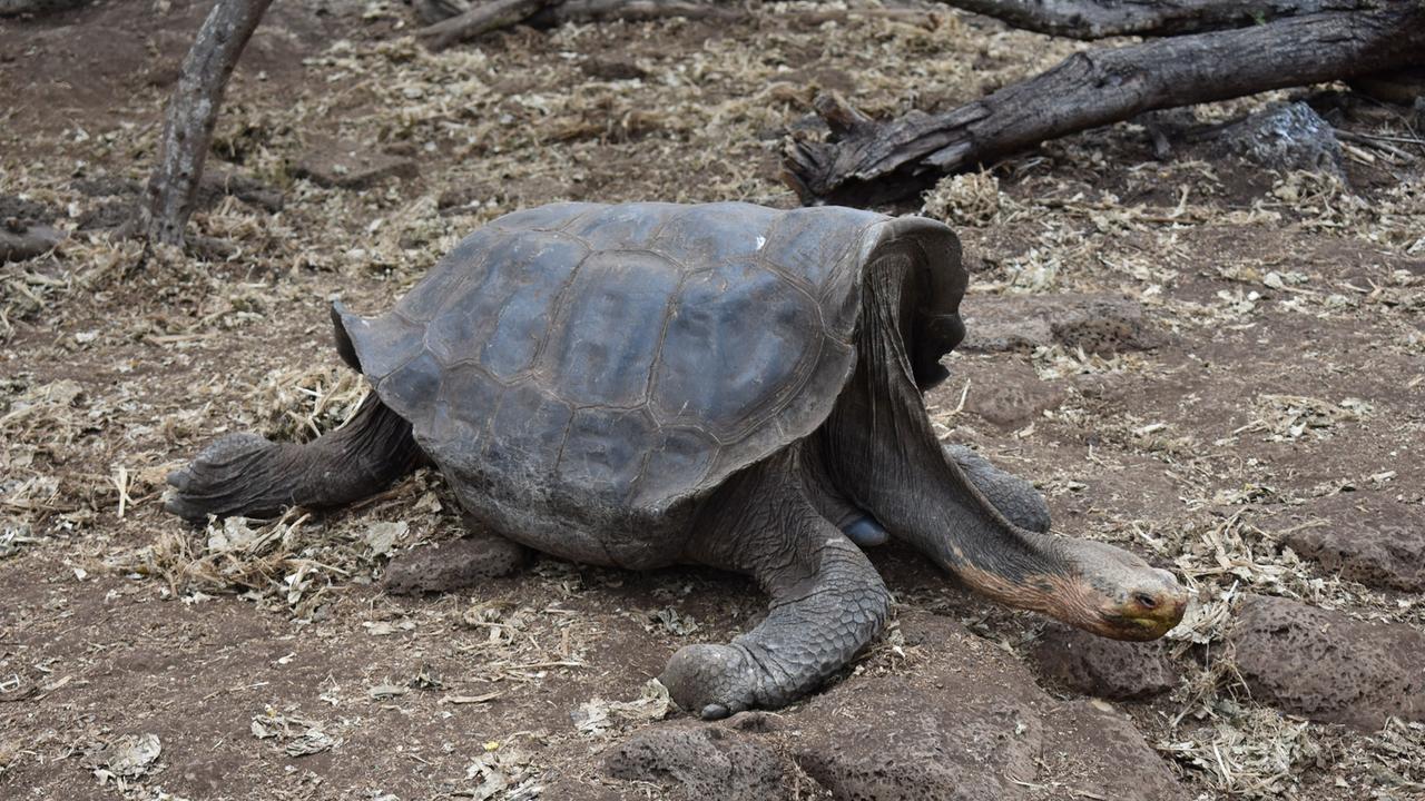 Eine Riesenschildkröte von den Galapagosinseln. Eine Riesenschildkröte von den Galapagosinseln.